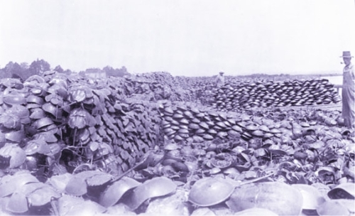 在美國特拉華灣，用鱟制肥曾是一項產業，當地每年捕獲鱟多達幾百萬只。