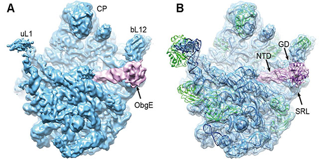 清華大學(xué)在PLOS子刊報(bào)道大腸桿菌核糖體大亞基和ObgE復(fù)合物結(jié)構(gòu)