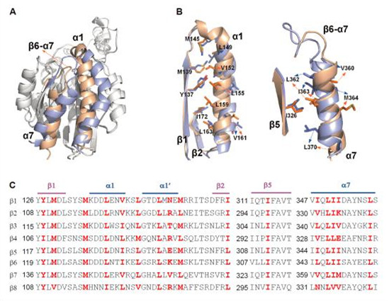 生化細胞所揭示整合素&alpha;4&beta;7維持其低活性狀態的分子機制
