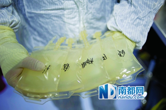 <p>&nbsp;&nbsp;&nbsp;&nbsp;經過培養的細胞液最終要回輸到患者體內。</p>