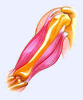 eLife：科學家首次在實驗室中開發出可收縮的人類肌肉組織